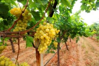 Türkiye'nin Üzümü Manisa'dan