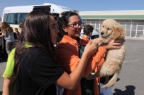 YENİMAHALLE BELEDİYESİ - Yenimahalle Hayvan Bakımevi Genişliyor