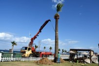 İSTİKLAL CADDESİ - Aliağa'nın Dev Sembol Palmiyeleri Ağapark'ta Hayat Buldu