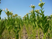 Bafra Tütünlerinin Markası OMÜ'den