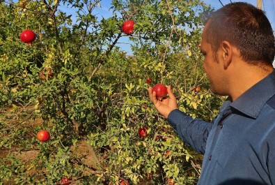 Geleneksel Metotla Organik Nar Pekmezi Üretiyor
