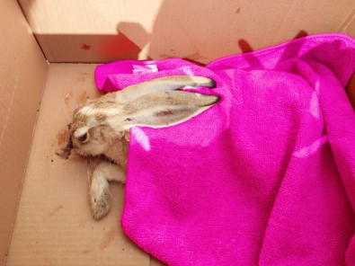 Yaralı Tavşana İlk Müdahale Aile Sağlığı Merkezinde Yapıldı