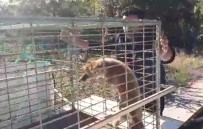 Yaralı Tilkiye Şefkat Eli