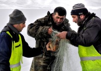 ÇıLDıR GÖLÜ - Çıldır Gölü'nün Simgesi Sarı Sazanlar, 'Sessiz Sedasız' Yok Oluşun Eşiğinde