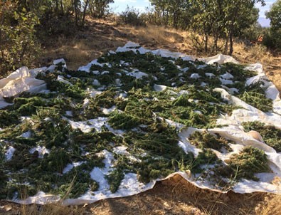 Diyarbakır'daki operasyonlarda 1 ton esrar ele geçirildi