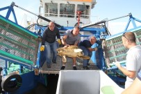 CARETTA CARETTA - Oltaya Takılan Caretta Caretta Kurtarıldı
