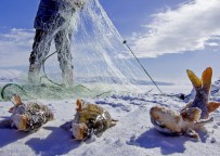 ÇıLDıR GÖLÜ - Sarı Sazanlar, 'Sessiz Sedasız' Yok Oluşun Eşiğinde