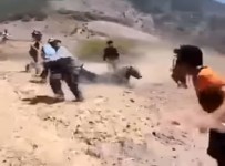 Ayı Peşmergelere Saldırdı !