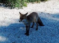 Gelibolu'da İnsanlardan Kaçmayan Tilki Görenleri Şaşırtıyor