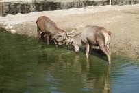 Geyiklerin Boynuz Düellosu