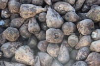 Kuraklık Pancar Üreticisini Vurdu.