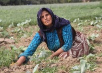 Oğluna Başlık Parası Biriktirmek İçin Tarlada Çalışıyor