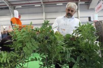 Pikan Cevizi Üreticisine Kazandırıyor