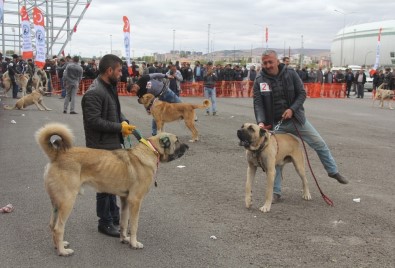 Sivas'ta Çoban Köpekleri Güzellik Yarışması