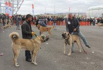 ÇOBAN KÖPEĞİ - Sivas'ta Çoban Köpekleri Güzellik Yarışması