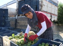 Tarımın Yükünü Çeken Kadınlar Çalışma Şartlarından Dertli