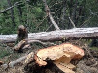 Tosya'da Kestiği Ağaç Üstüne Düşen Adam Öldü