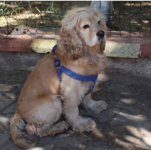 Yaralı Köpeği Kliniğe Yetiştirmek İsterken Kendi Köpeğini Kaybetti