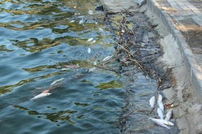 Manavgat Titreyengöl'de Balık Ölümleri