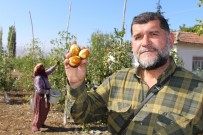 BİTKİSEL İLAÇ - Rüyasındaki Meyveden 250 Ton Üretti