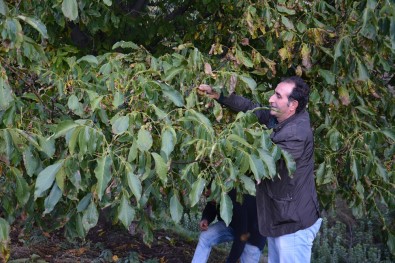 Şebin Cevizi Yüz Güldürecek