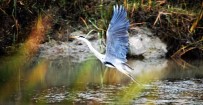 DOĞA FOTOĞRAFÇISI - UNESCO Adayı Kuş Cenneti'ndeki Foto Safariye Büyük İlgi