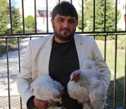 SÜS TAVUĞU - Altın Yumurtlayan Dernek