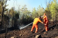 ZEYTİN AĞACI - Antalya'a Orman Yangını