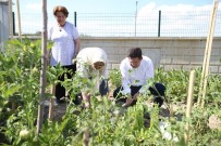 İSTİMLAK - Hobi Bahçesi Müracaatları Tekrar Başladı