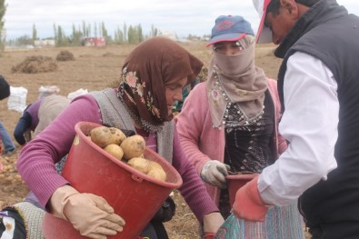 'Kadın Elinde Yerli Patates' Projesinde Hasat Yapıldı