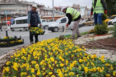 Sivas'ta Soğuğa Dayanıklı Çiçek Dikildi