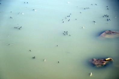 Sur'da Korkutan Balık Ölümleri