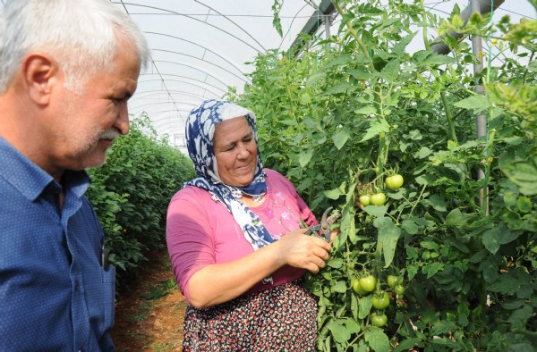 Domatesin fiyatı yüzde 50 arttı