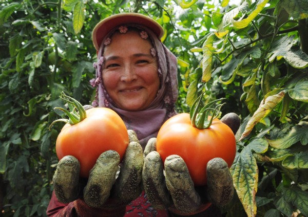 Domatesin fiyatı yüzde 50 arttı