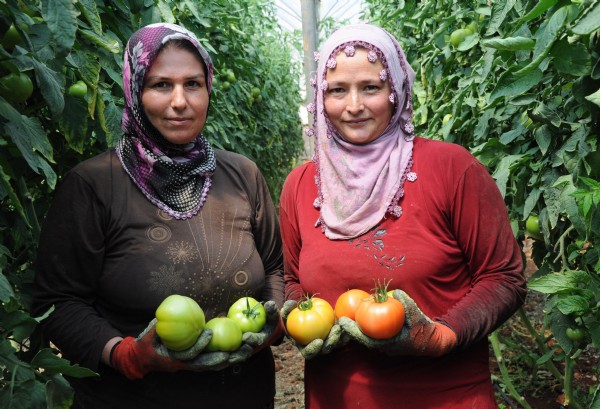 Domatesin fiyatı yüzde 50 arttı