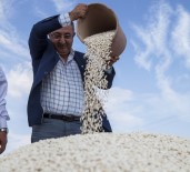 KURU FASULYE - 10 Bin Ton Hasat Bekleniyor