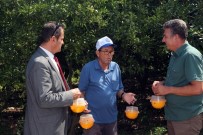 YALıKAVAK - Akdeniz Meyve Sineği İle Mücadele Çalışmaları Devam Ediyor