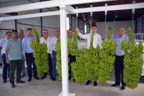 HAKTAN GÖKÇEKUYU - Seydikemer'de Yılın İl Muz Hasadı Yapıldı