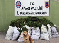Sivas'ta 46 Kilo Esrar Ele Geçirildi