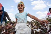 TARIM İŞÇİSİ - Yaşıtları Okulda, Onlar Tarlada