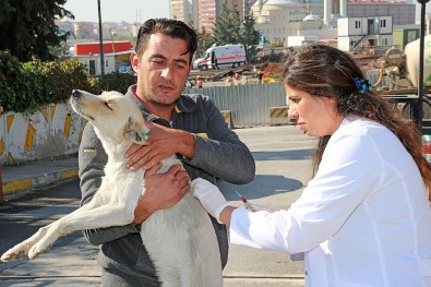 Ataşehir'de Hayvanlar Tek Tek Aşılanıyor