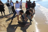DENİZ KAPLUMBAĞALARI - Başından Vurulan 'Dilek' Denize Bırakıldı