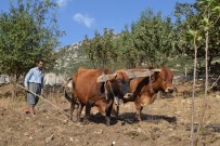 FERHAT YILMAZ - Hatay'ın Son Karasabanlı Çiftçisi