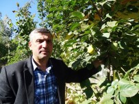 Hisarcık'ta 'Cennet Hurması' Yetiştirildi