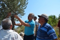 MAHMUT YıLMAZ - Mersin'de Delice Aşılamalarında Hedefler Aşıldı