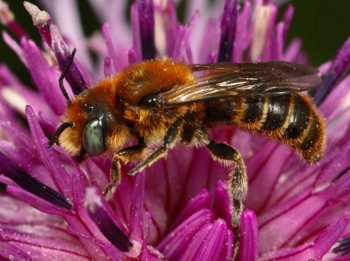 Almanya'da Uçan Böceklerde Endişe Verici Rapor