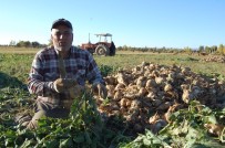 MEHMET CAN - Bitlis'te Şekerpancarı Hasadına Başladı