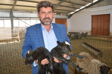 Ukrayna'dan Getirdiği Koyunlar Yılda 8 Yavru Veriyor