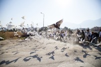 500 Güvercin, Dostluk İçin Havalandı