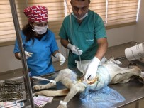 SOKAK KÖPEĞİ - Beslenemeyen Köpeğe Tıbbi Müdahale Yapıldı